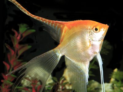 Conzo Fish Products | PetZoo